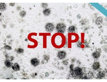 Zbavte sa plesní v dome